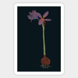 Saffron crocus dark Magnet